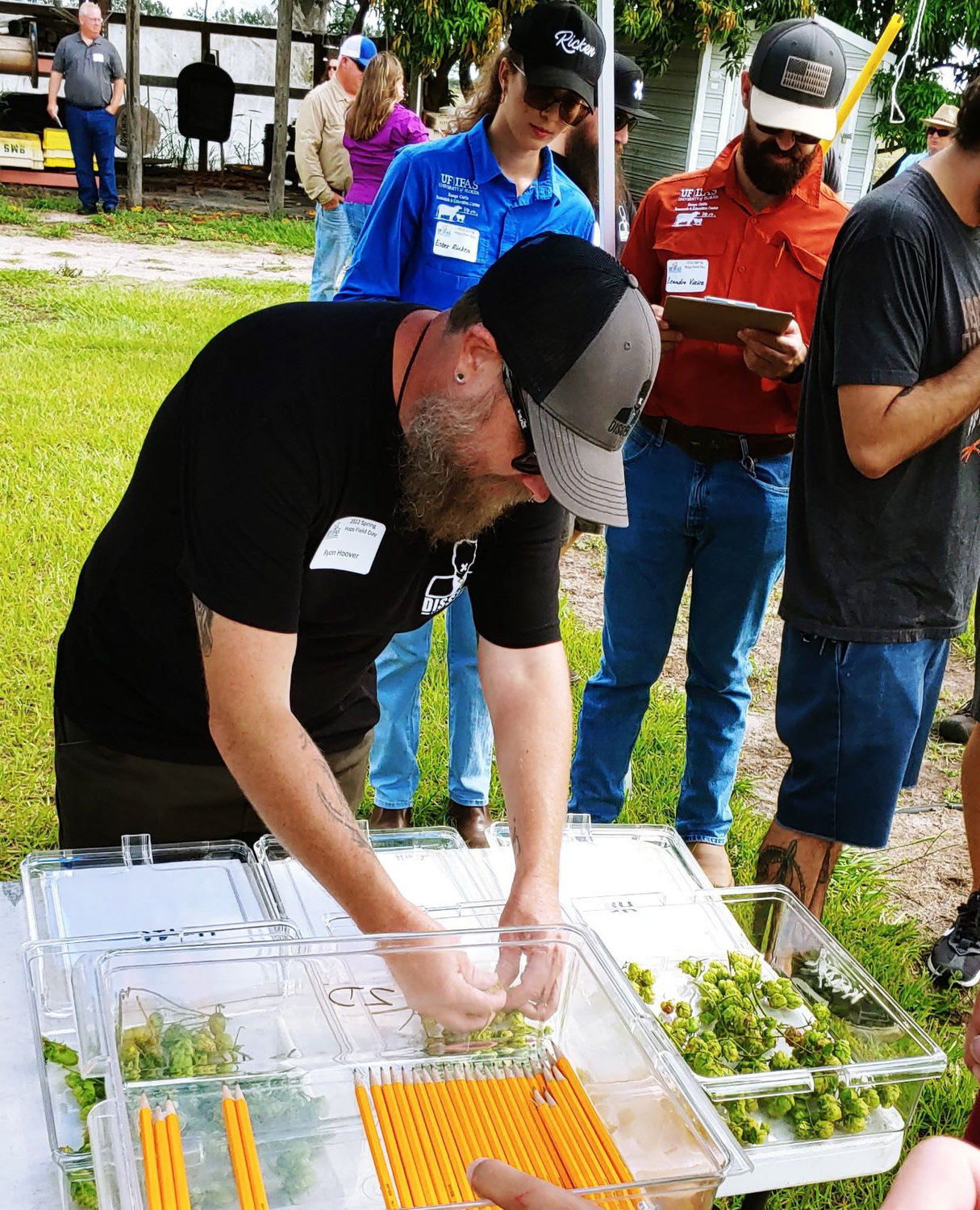 Photo courtesy Brad Buck, UF/IFASA participant at the Hops Field Day takes a cone from a plastic container. Many who attended the field day smelled cones for the aroma of the hops being grown at the center.